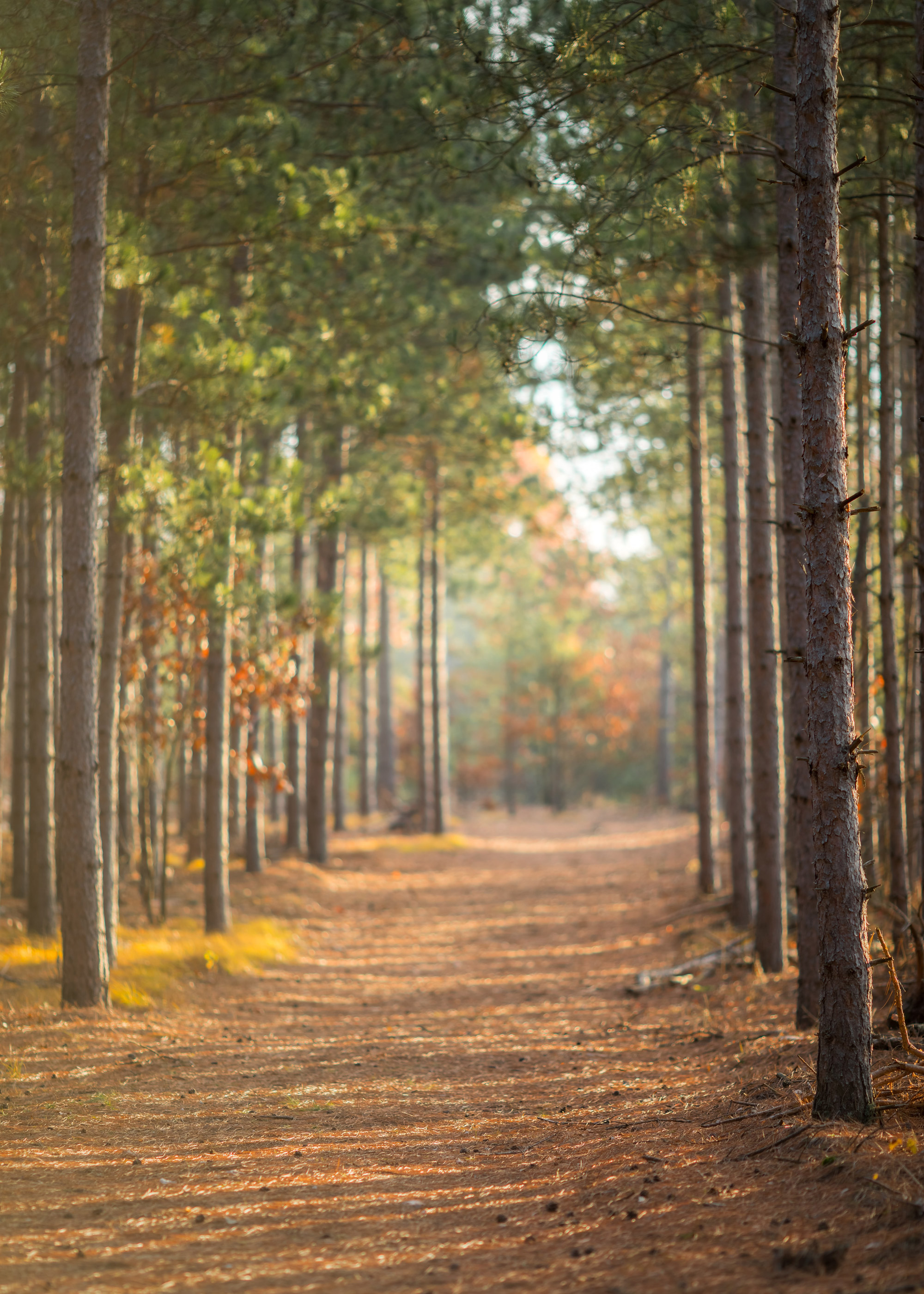 A path through the trees in autumn